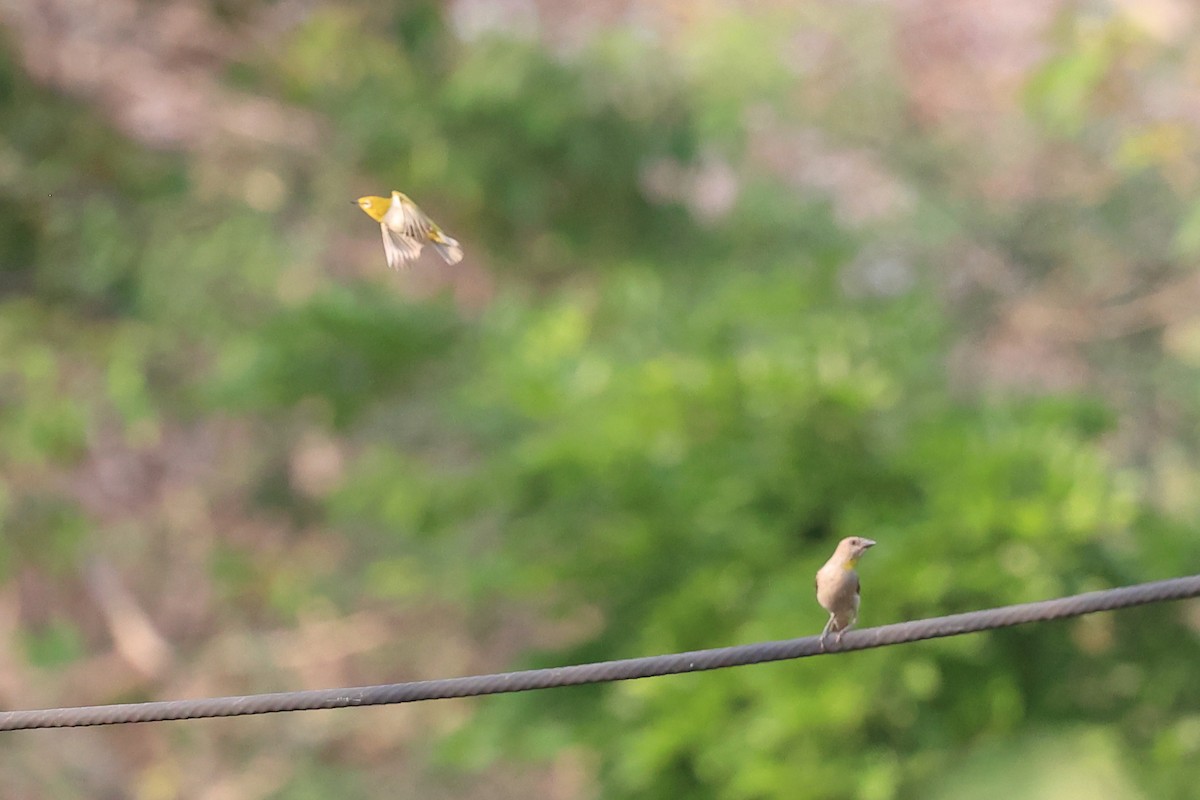 Yellow-throated Sparrow - Abhishek Shroti