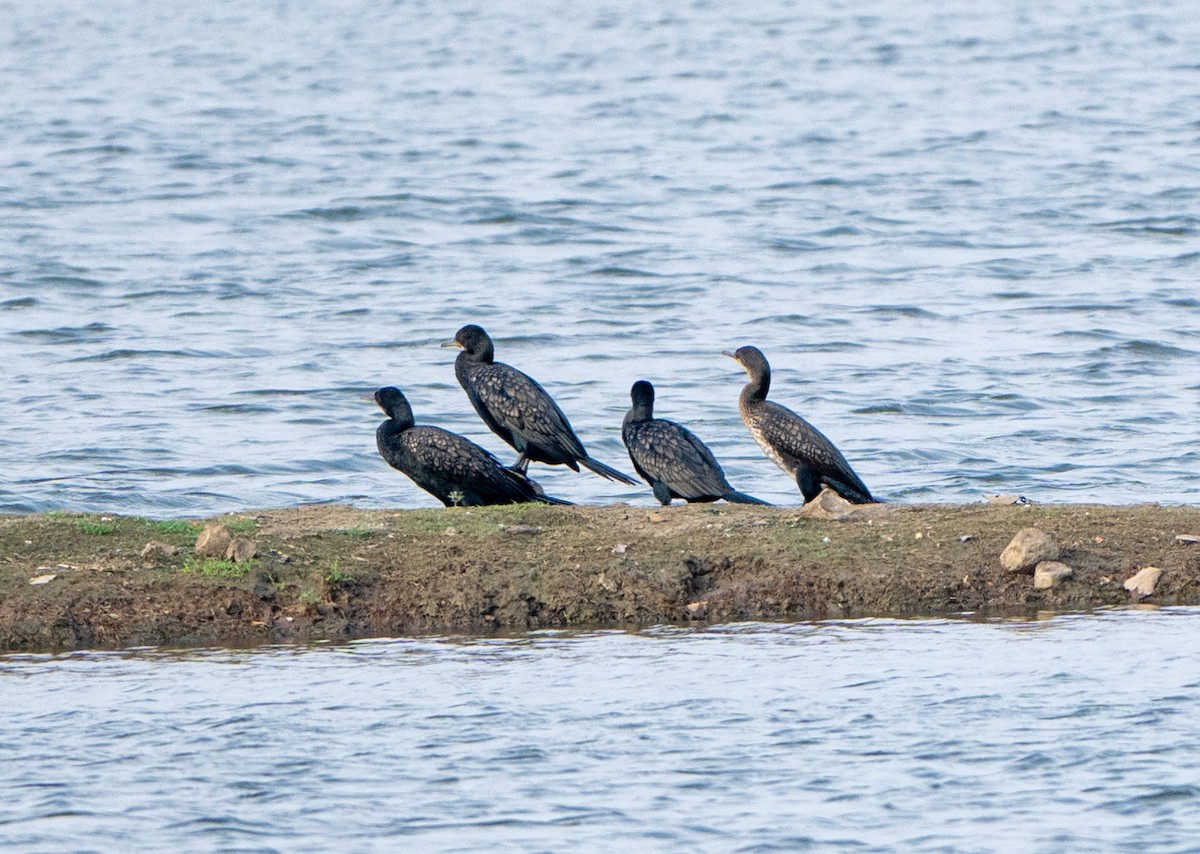 Great Cormorant - Jagdish Jatiya