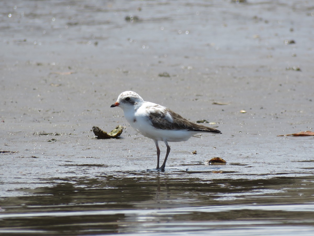 Semipalmated Plover - ML619395913