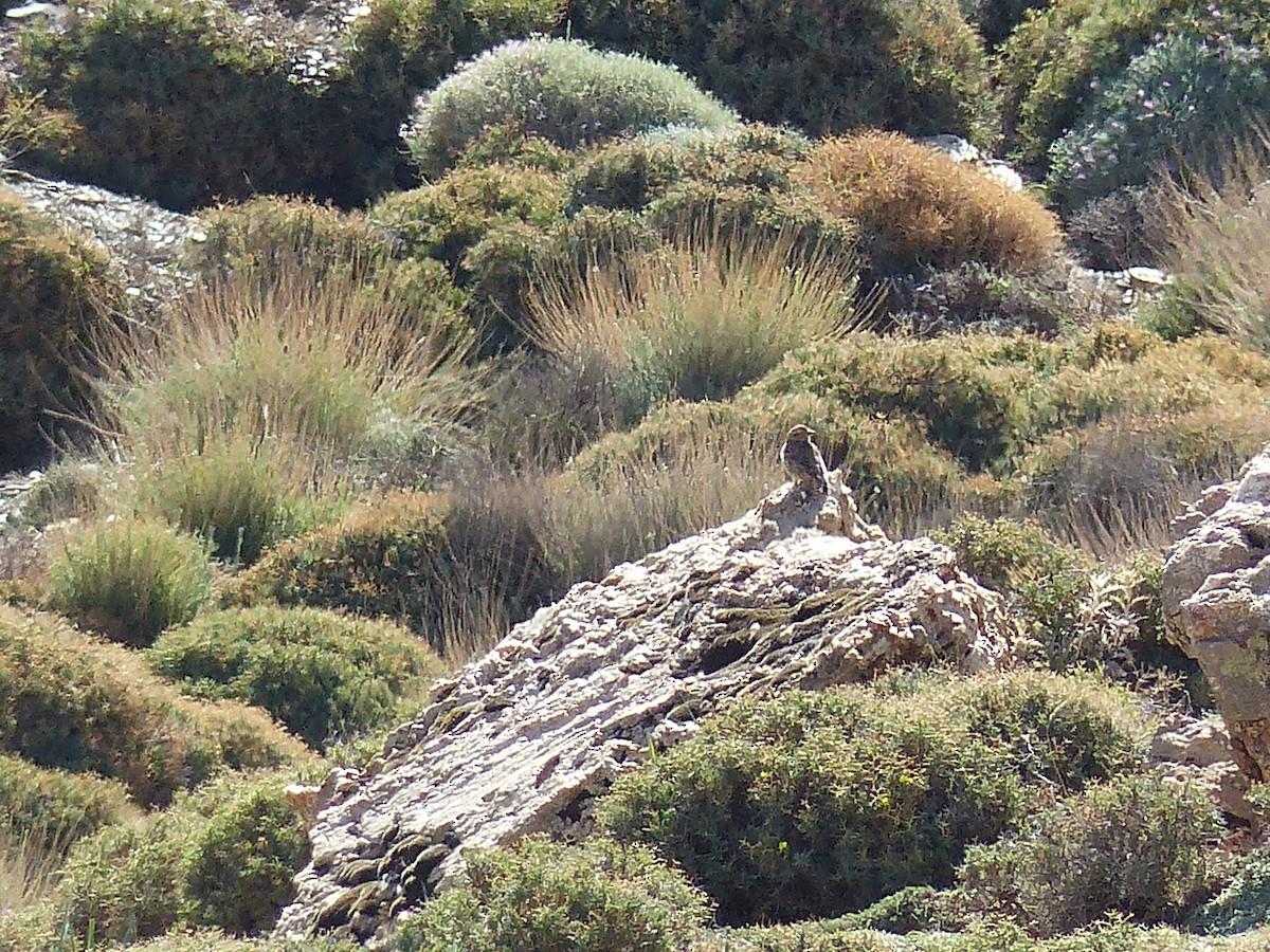 Rock Sparrow - Jorge López Álvarez