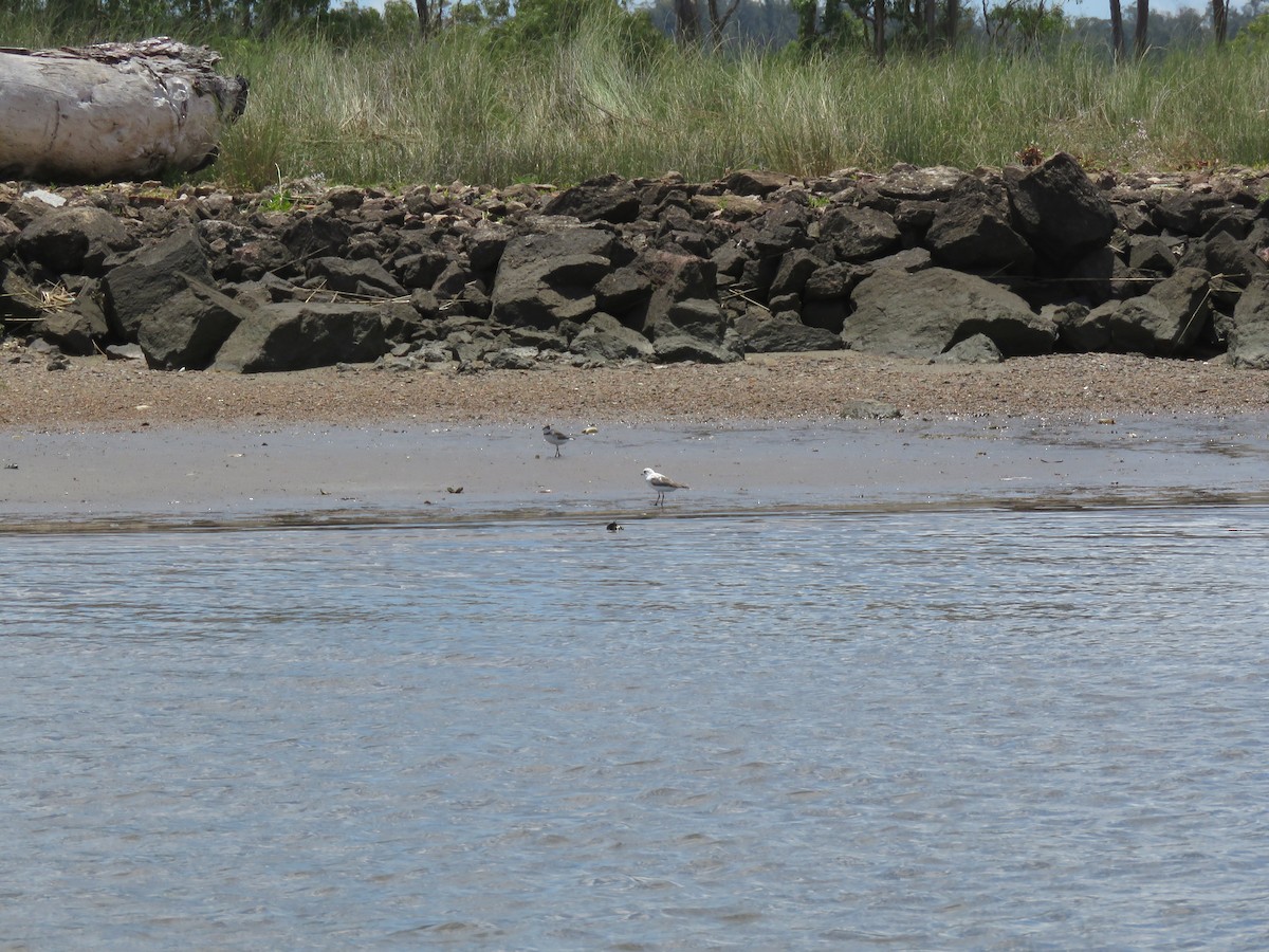 Semipalmated Plover - ML619395928