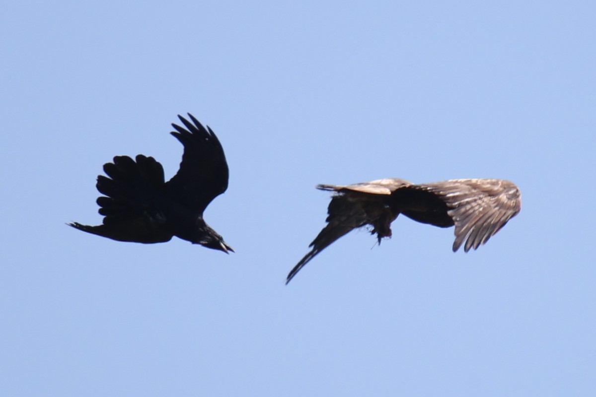 Golden Eagle - Linda Dalton