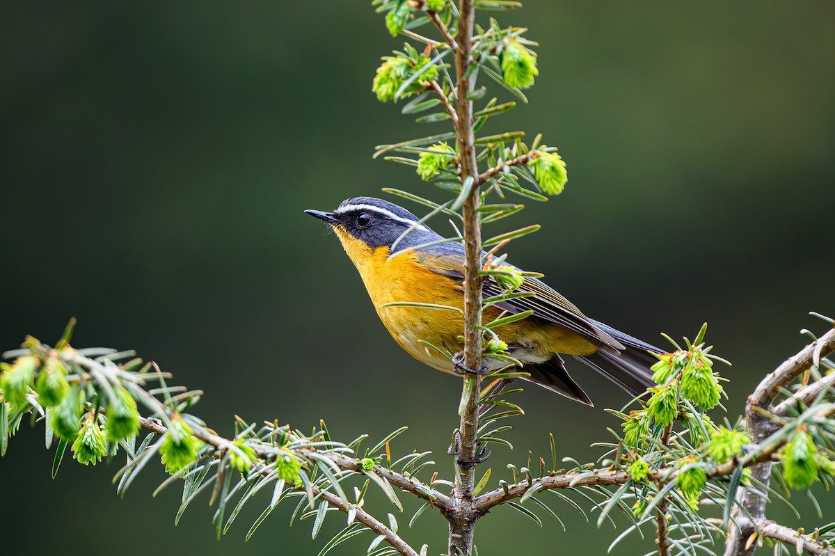 White-browed Bush-Robin - ML619395957