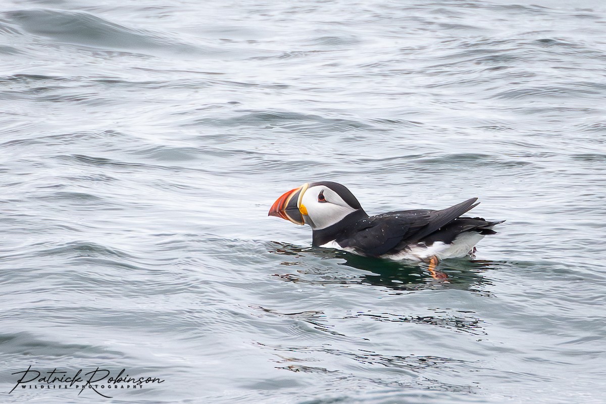 Atlantic Puffin - Patrick Robinson