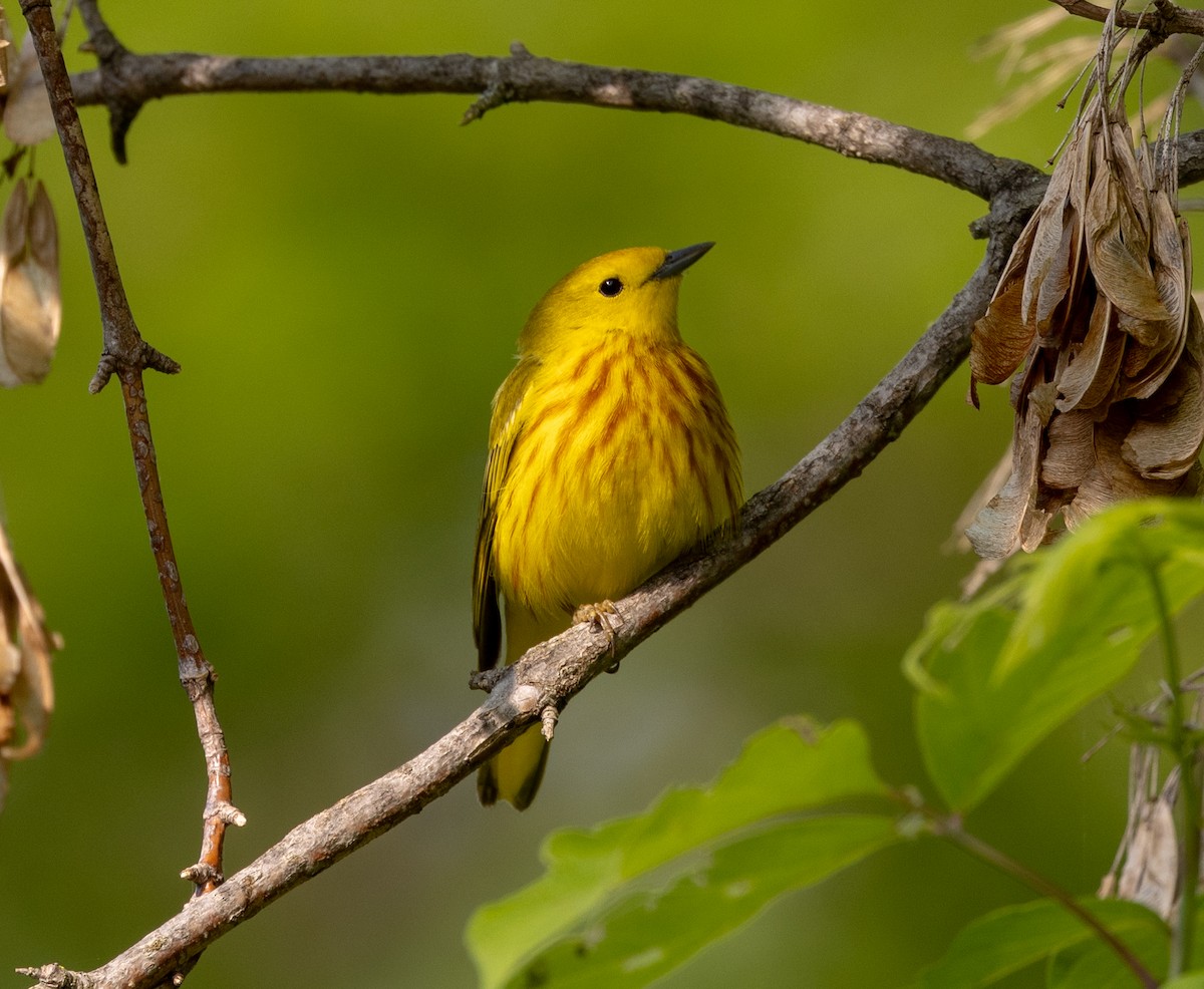 Yellow Warbler - Greg Harrington