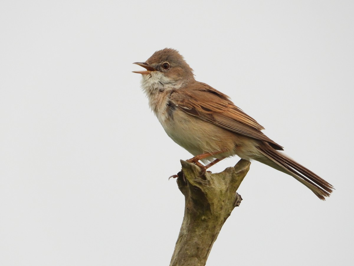 Greater Whitethroat - ML619395973