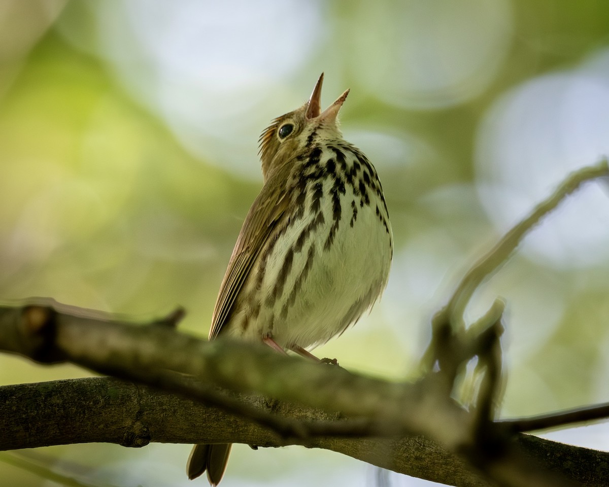 Ovenbird - Rob Kanter