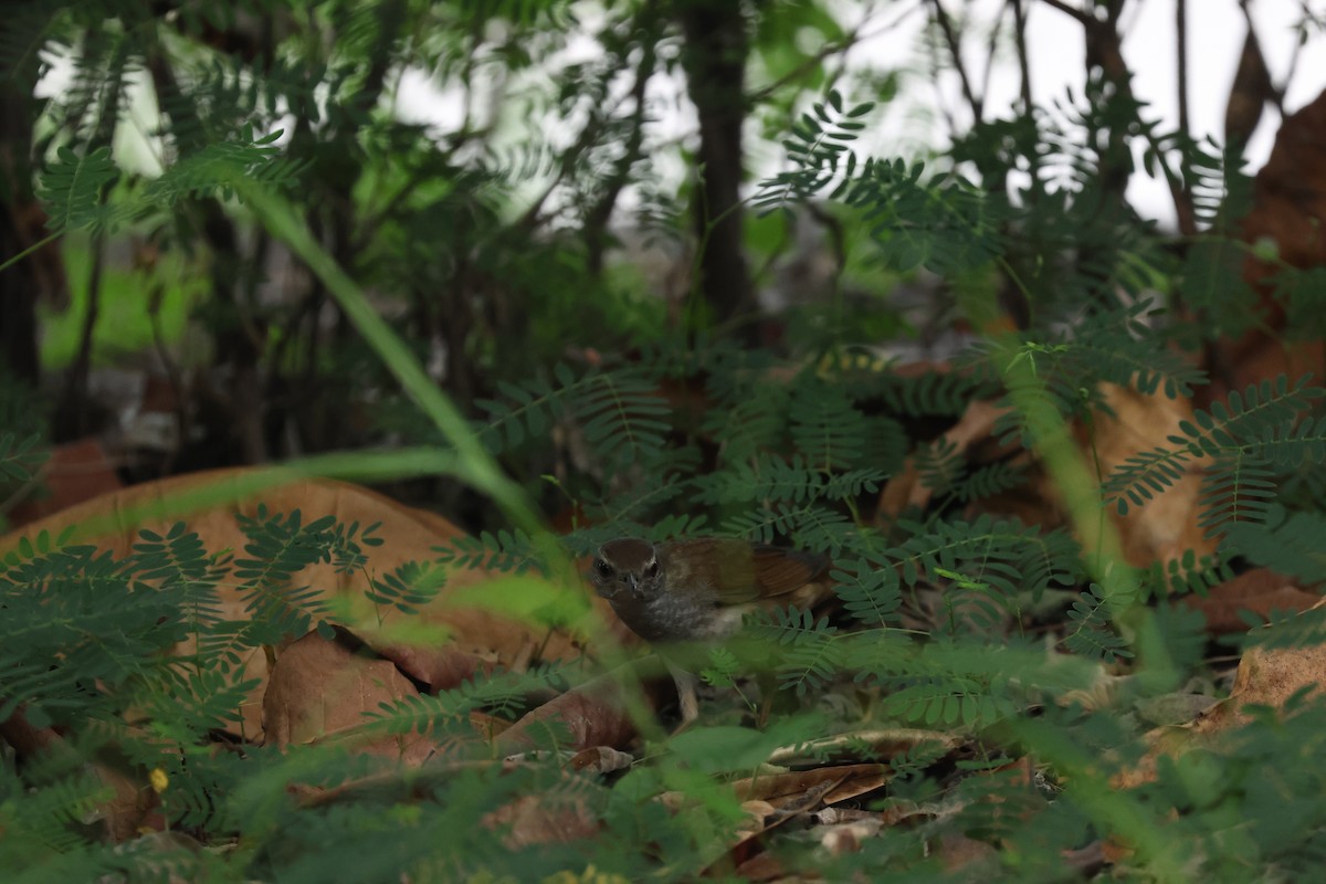 Gray's Grasshopper Warbler - Chi-Hsuan Shao