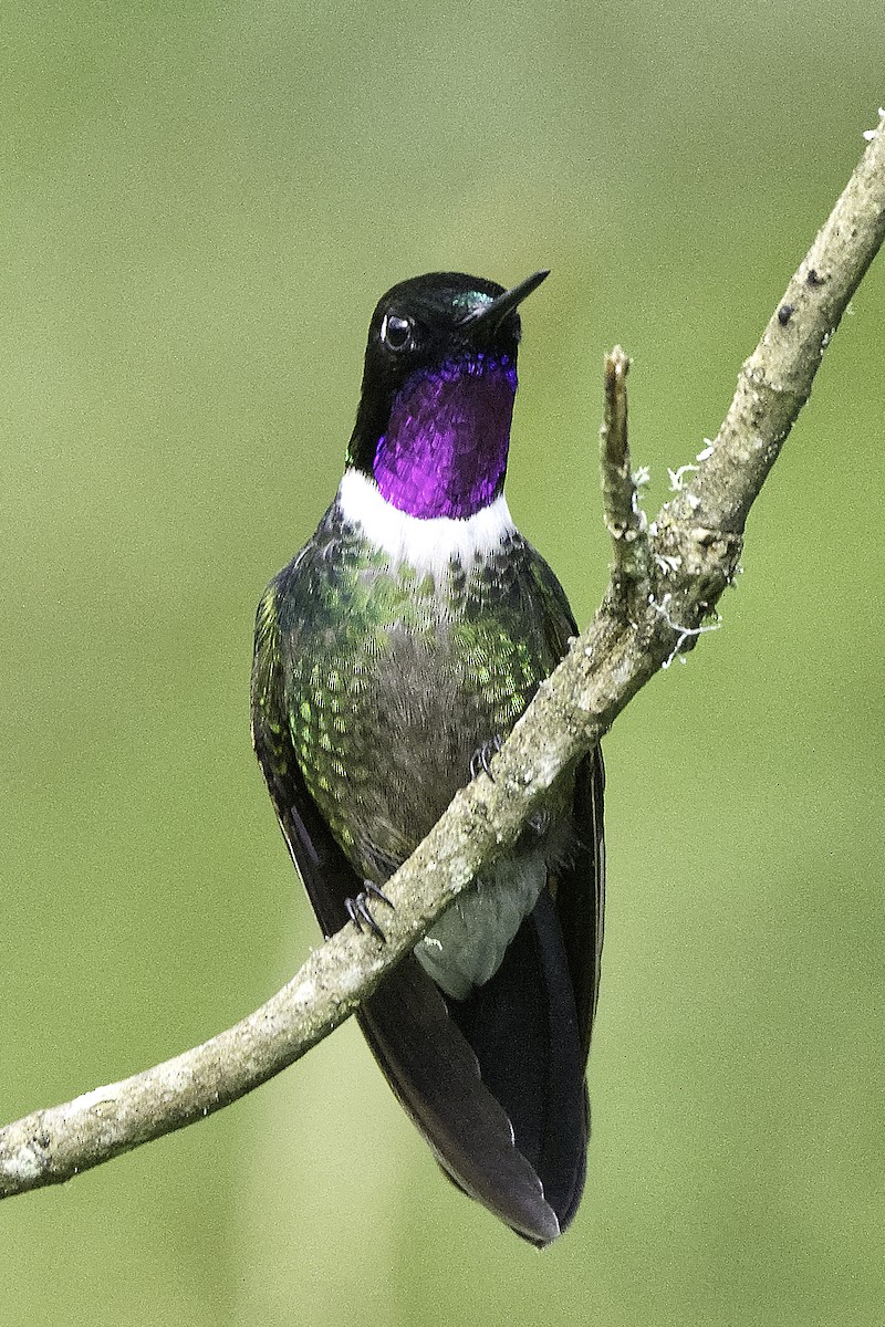 Colibrí Gorjiamatista (grupo clarisse) - ML619395998