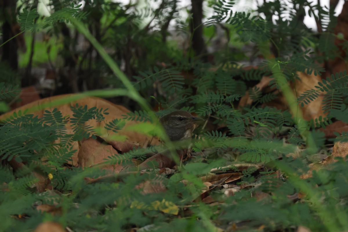 Gray's Grasshopper Warbler - Chi-Hsuan Shao