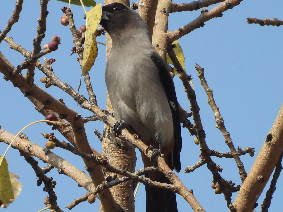 Gray Treepie - Chethan Krishnan