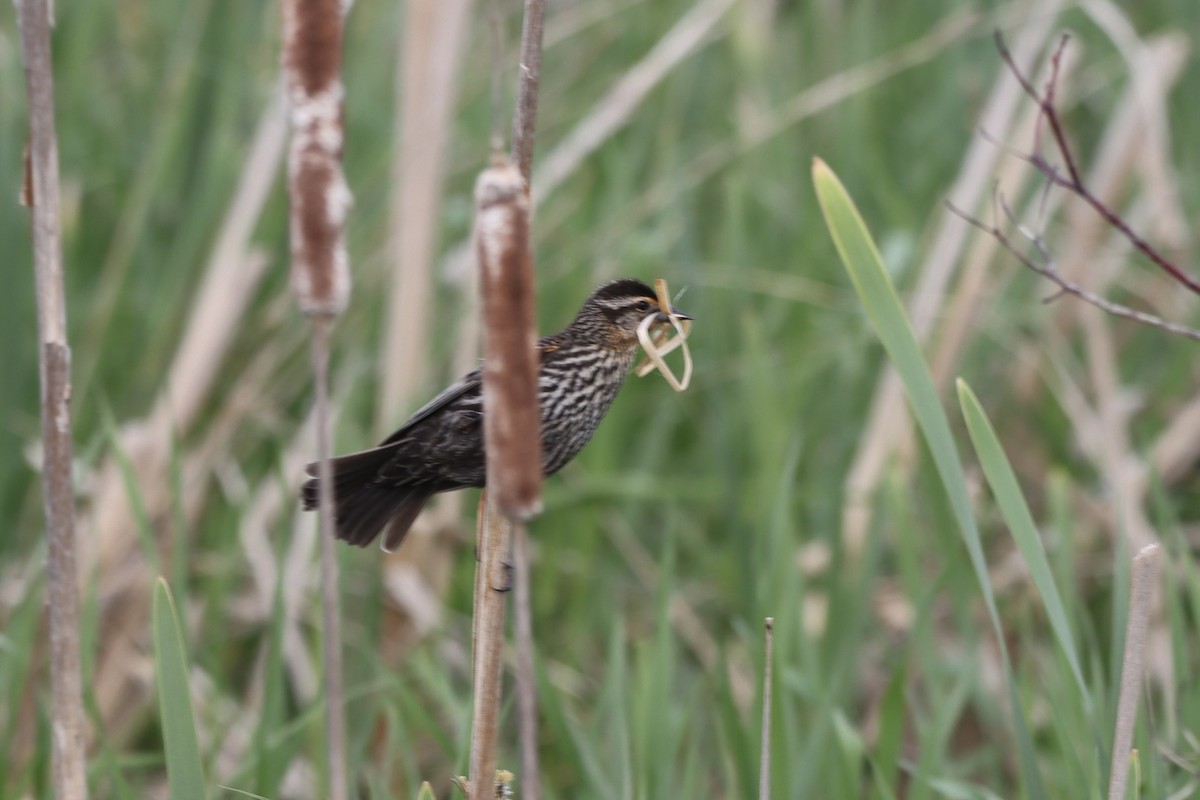 Red-winged Blackbird - Rosemary Clapham