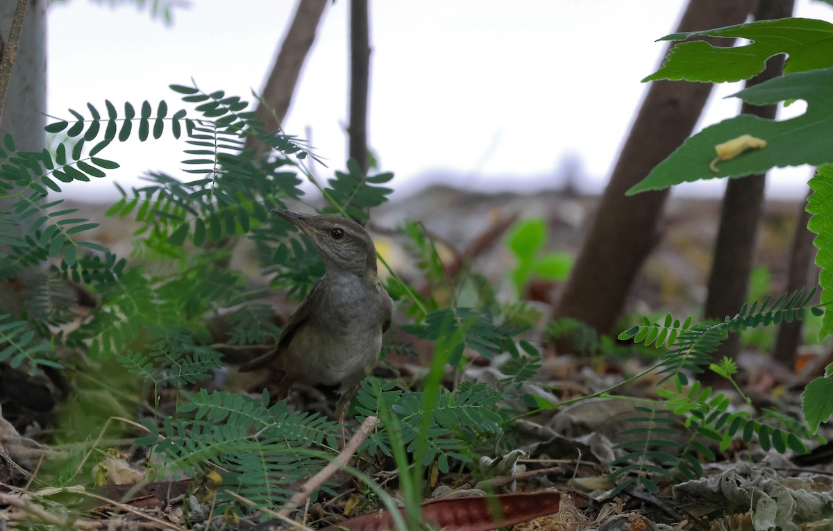 Gray's Grasshopper Warbler - Chi-Hsuan Shao