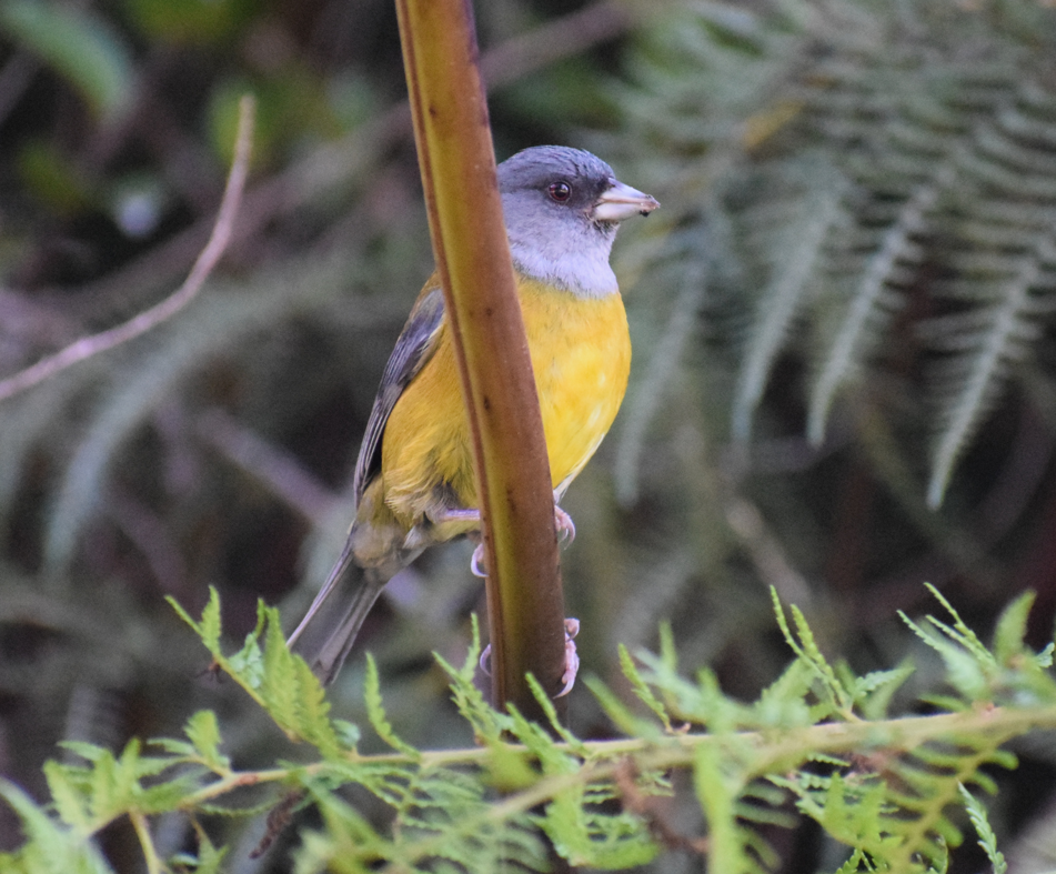 Patagonian Sierra Finch - Felipe Undurraga