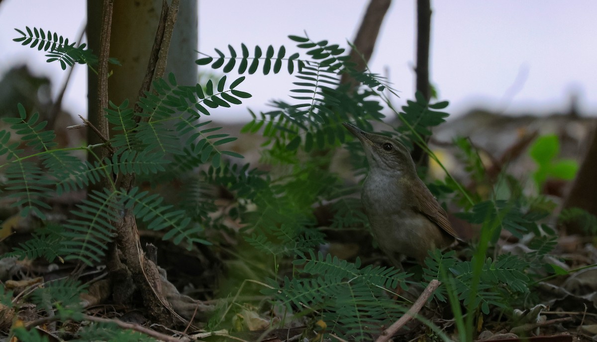 Gray's Grasshopper Warbler - Chi-Hsuan Shao