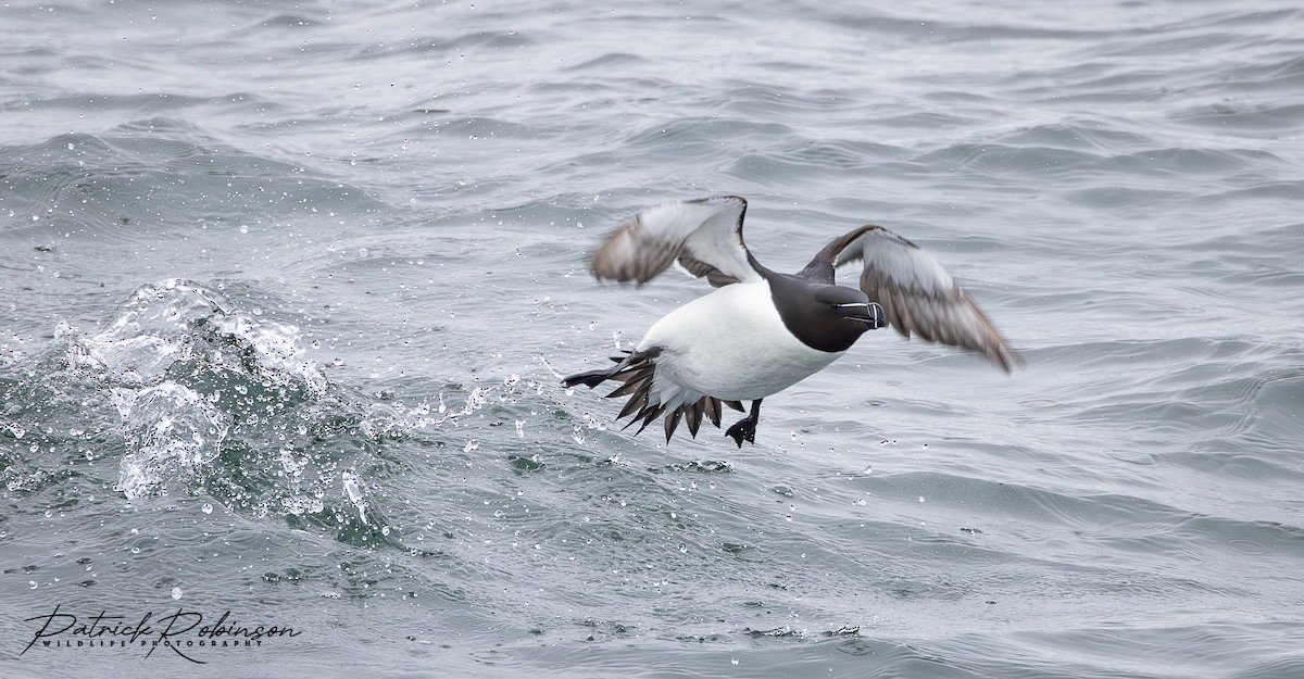 Razorbill - Patrick Robinson