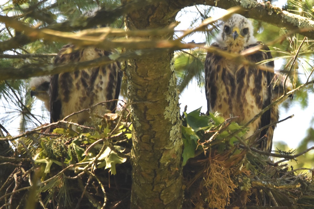 Red-shouldered Hawk - Old Sam Peabody