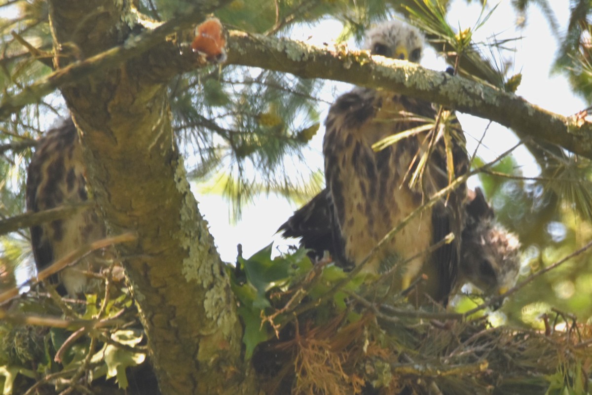 Red-shouldered Hawk - Old Sam Peabody