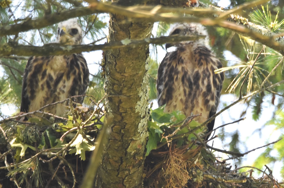 Red-shouldered Hawk - Old Sam Peabody