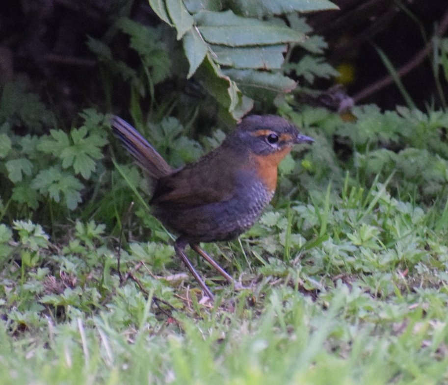 Rotkehltapaculo - ML619396041