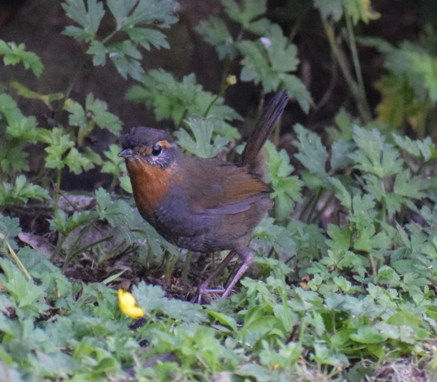 Chucao Tapaculo - Felipe Undurraga