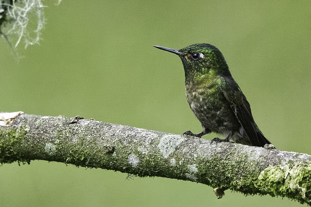 Tyrian Metaltail - Manuel Corradine