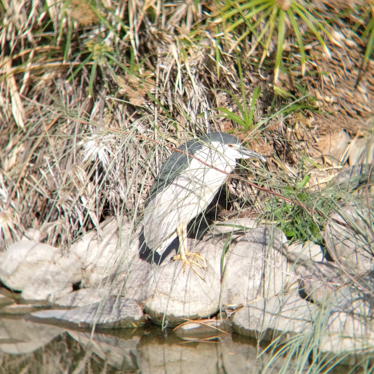 Black-crowned Night Heron - Moe Alqallaf