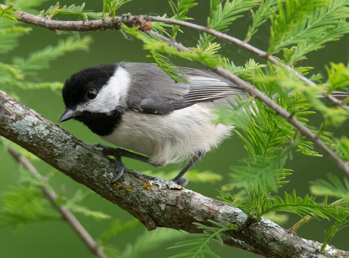 Carolina Chickadee - Pat Tomsho