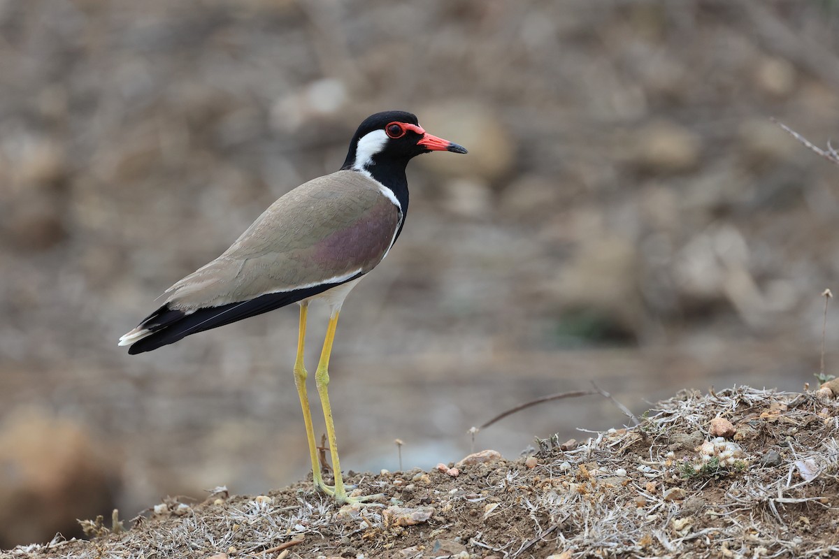 Red-wattled Lapwing - Abhishek Shroti