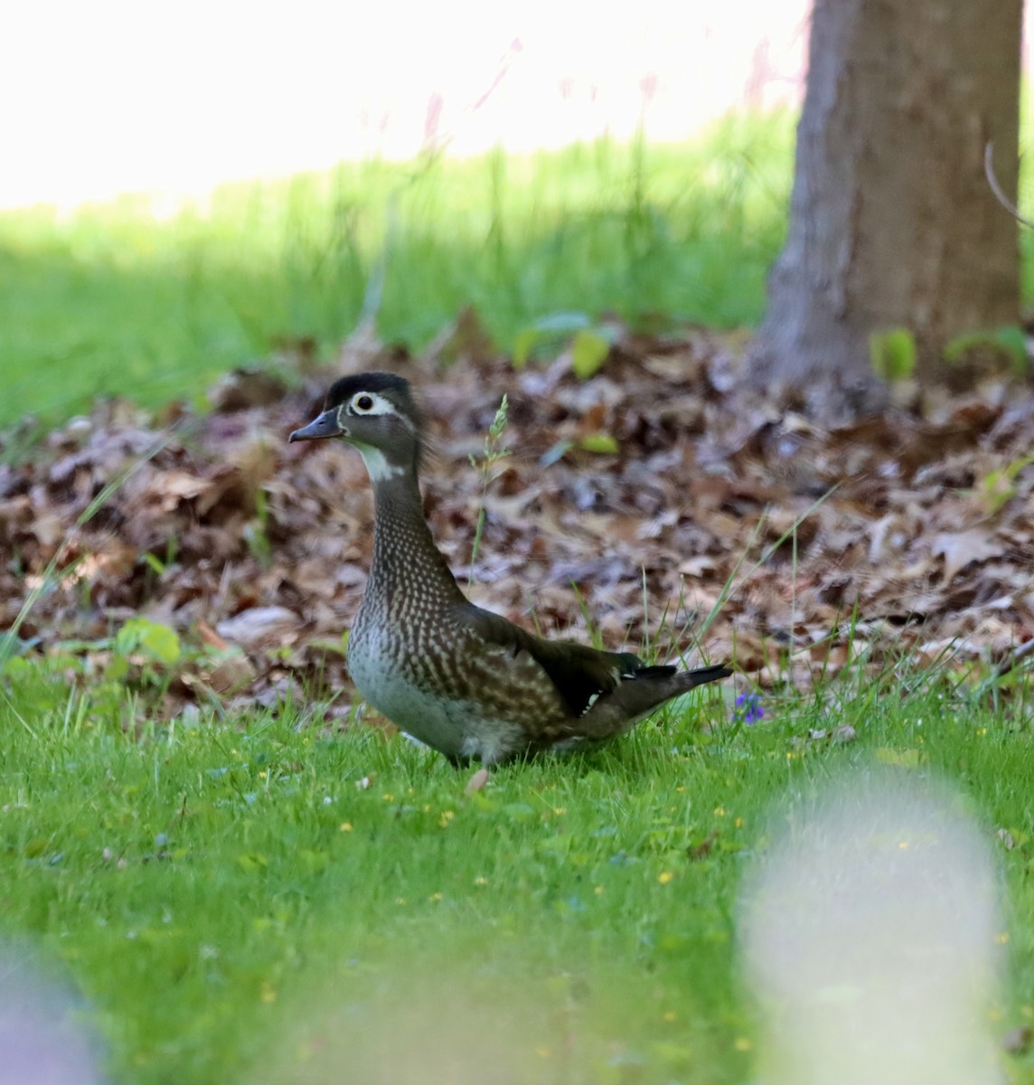 Wood Duck - Paul Miller