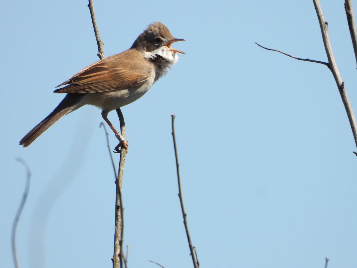 Greater Whitethroat - Martin Rheinheimer