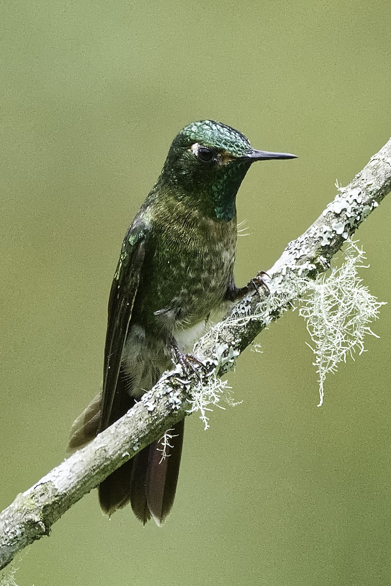 Tyrian Metaltail - Manuel Corradine