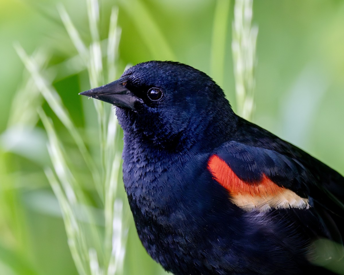 Red-winged Blackbird - Rob Kanter