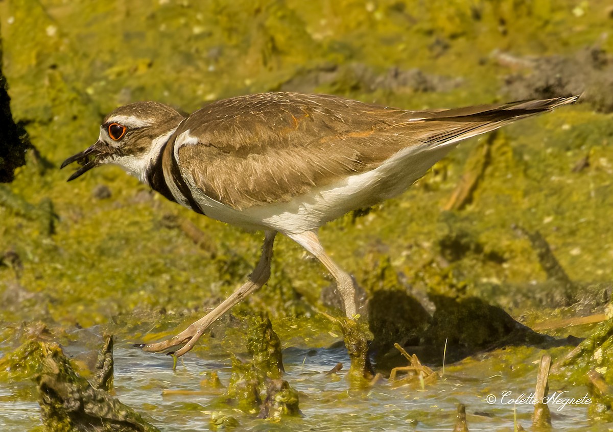 Killdeer - Colette Vranicar