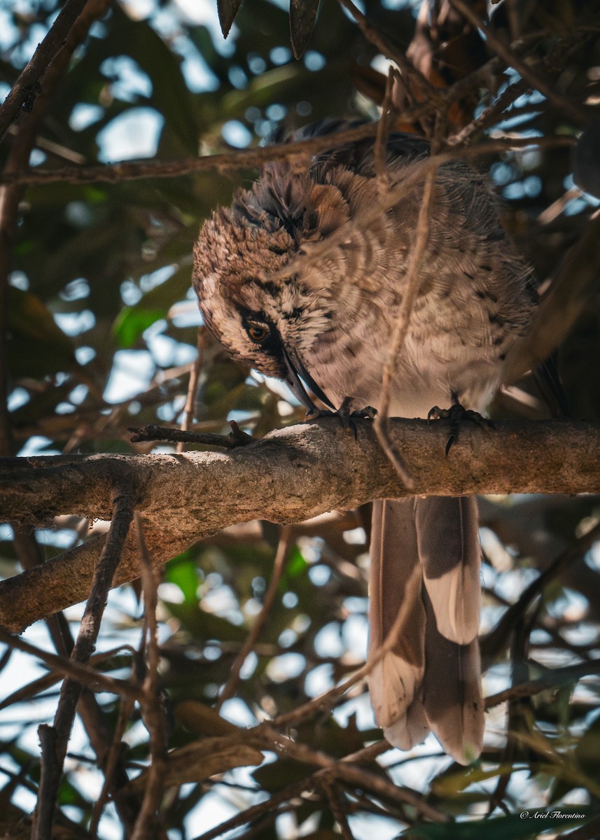 Long-tailed Mockingbird - Ariel Florentino