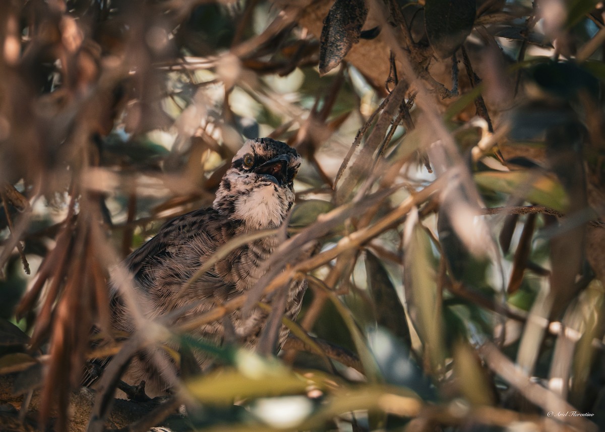 Long-tailed Mockingbird - Ariel Florentino