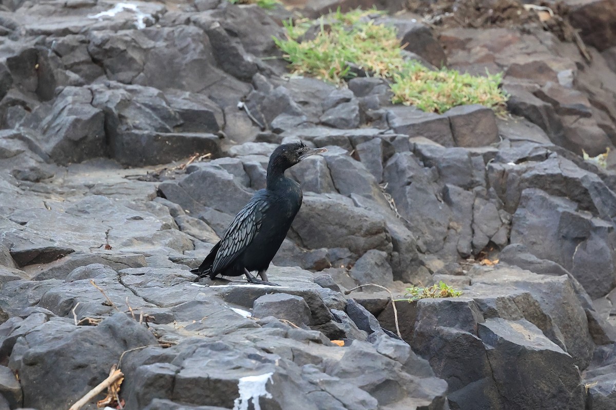 Little Cormorant - Abhishek Shroti