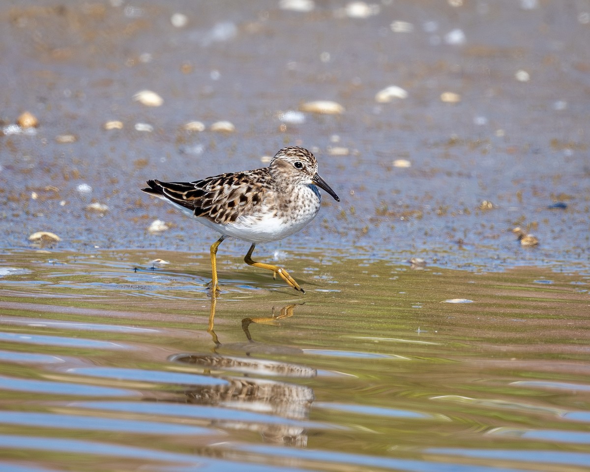 Least Sandpiper - ML619396109