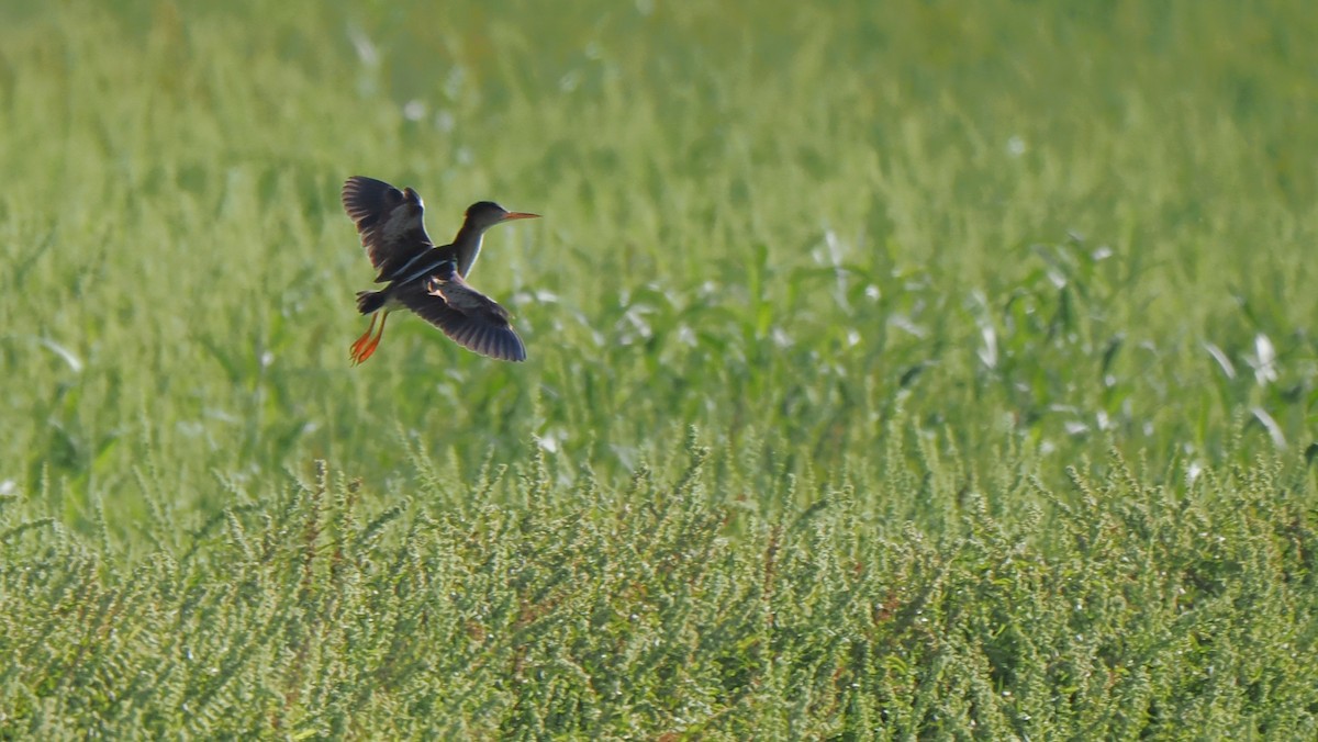 Least Bittern - Rob Torres