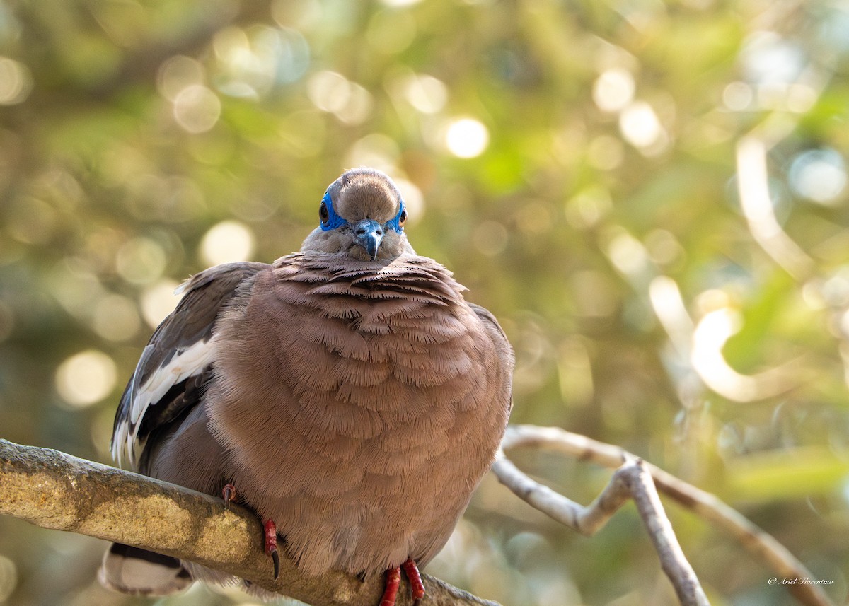 West Peruvian Dove - Ariel Florentino