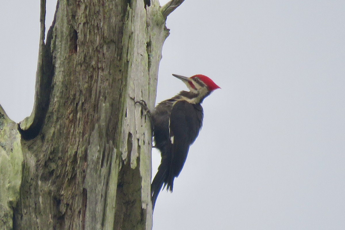 Pileated Woodpecker - Lori Brumbaugh