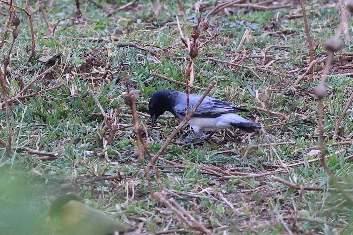 Black-headed Cuckooshrike - ML619396137