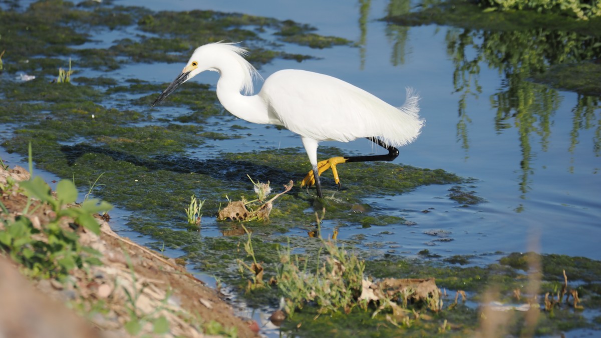 Snowy Egret - Rob Torres