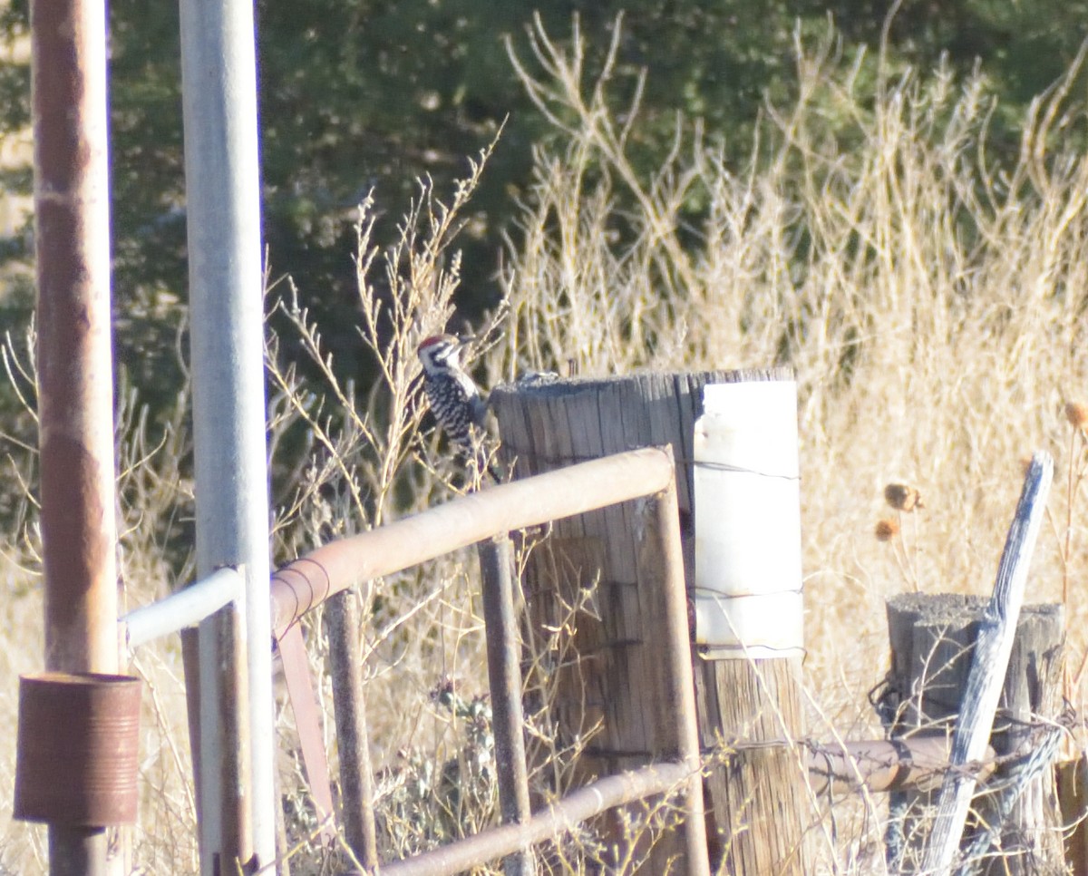 Ladder-backed Woodpecker - Robert Tonge