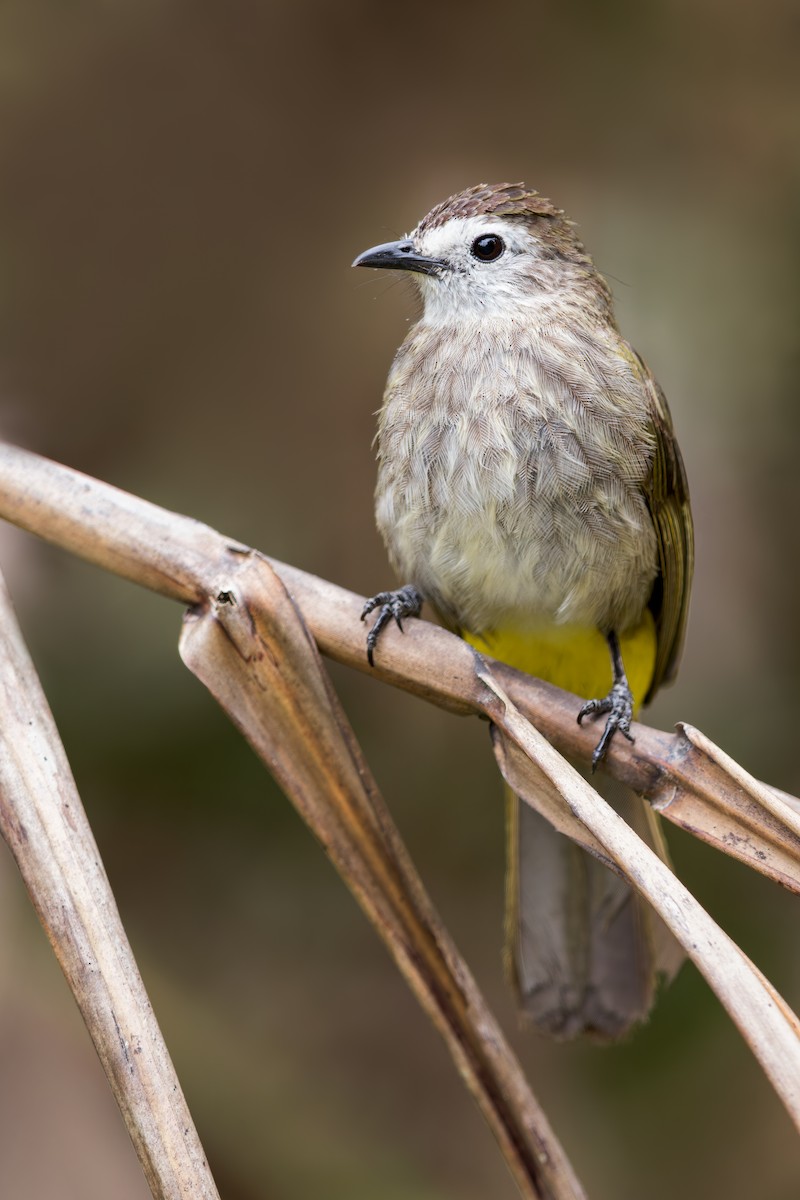 Bulbul à face pâle - ML619396148