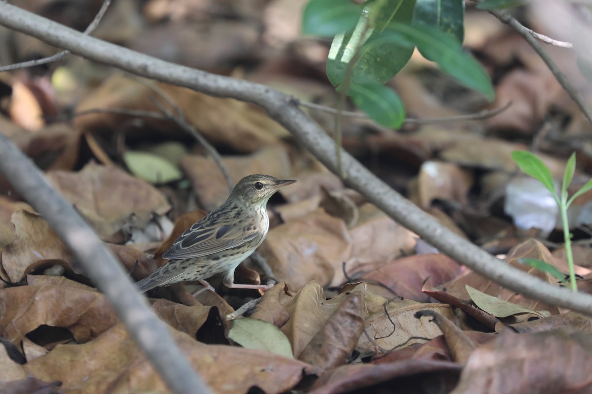 Lanceolated Warbler - Chi-Hsuan Shao