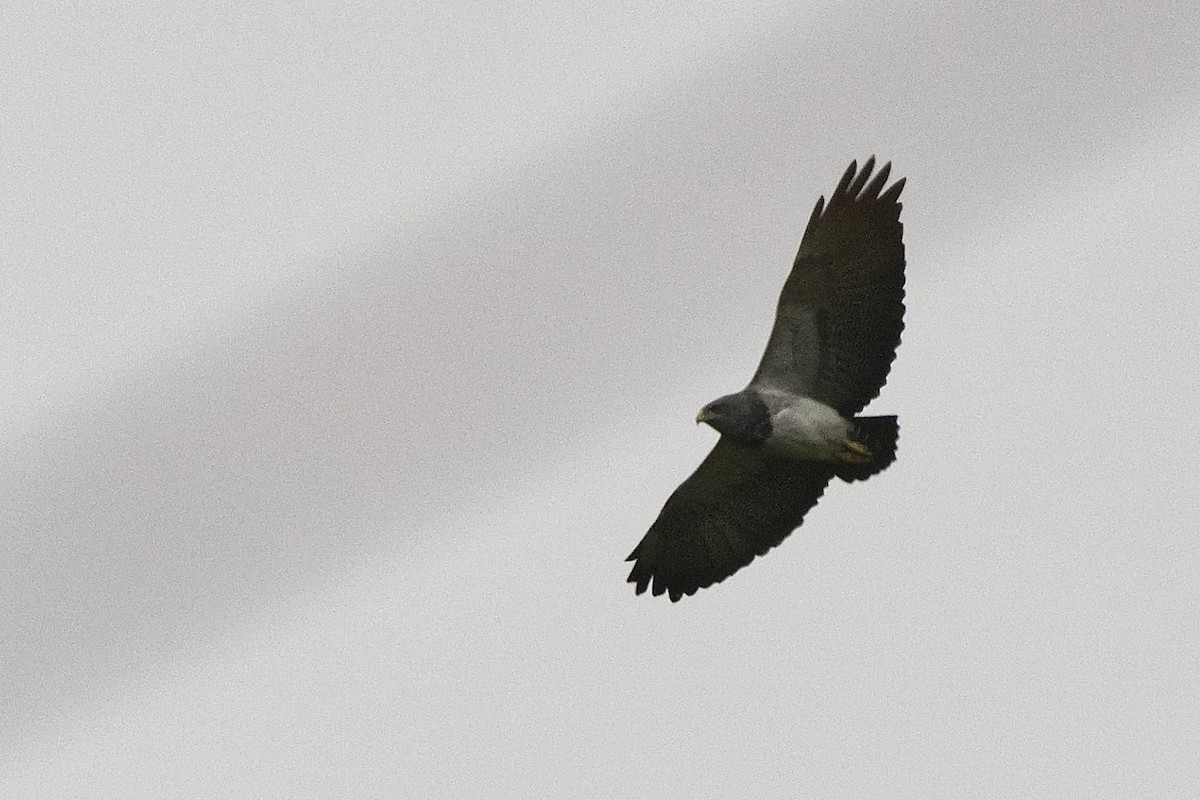 Black-chested Buzzard-Eagle - Manuel Corradine