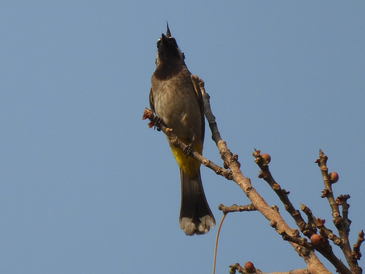 Bulbul Cariblanco - ML619396152