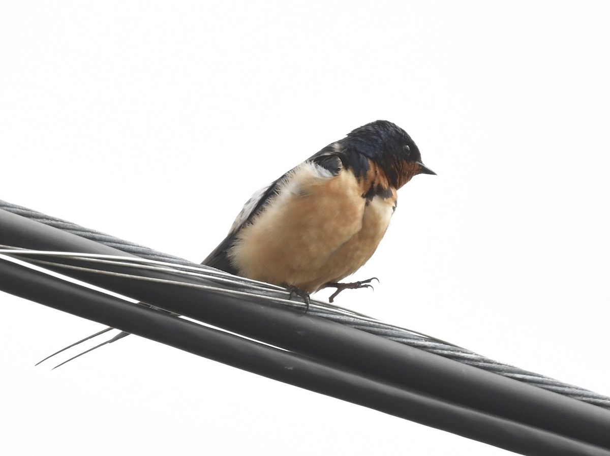 Barn Swallow - ML619396153