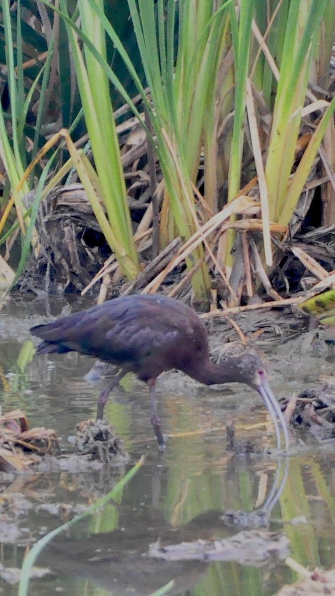 Ibis falcinelle ou I. à face blanche - ML619396156